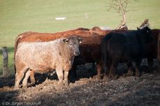 Hausrind (155 von 174).jpg